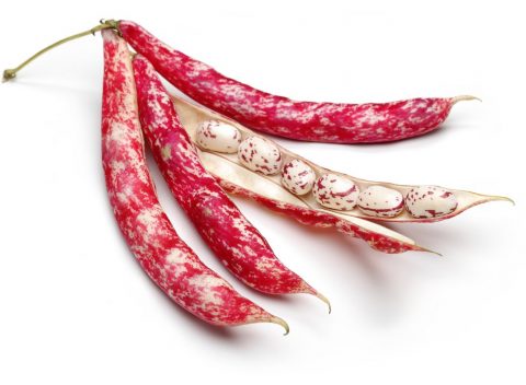 borlotti