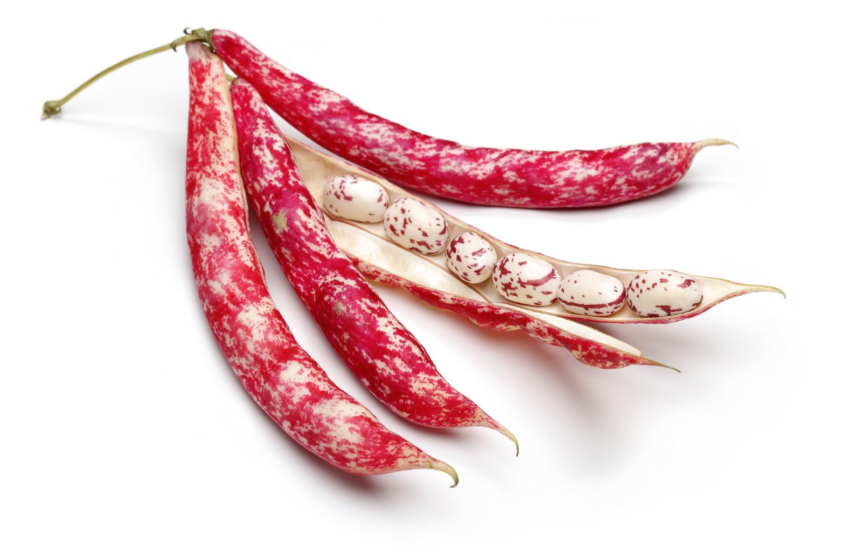 borlotti
